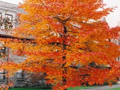 Shade tree